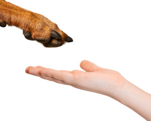 A dog's paw and a child's hand on a white background, isolated. Friendship between a child and a...