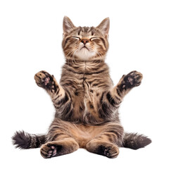 a cat doing yoga pose on transparent background