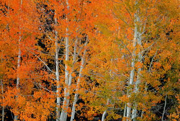 Red Orange Delight 2