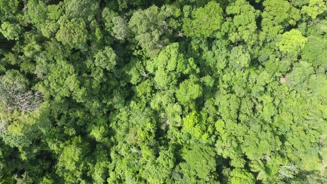 Mata Atl&acirc;ntica Canto Ara&ccedil;as Florian&oacute;polis Natureza Preserva&ccedil;&atilde;o Trilhas Biodiversidade Vegeta&ccedil;&atilde;o Ilha Drone Ecossistema Belezas Naturais &Aacute;rvores Folhas Observa&ccedil;&atilde;o Verde Preserva&ccedil;&atilde;o Ambiental Turismo