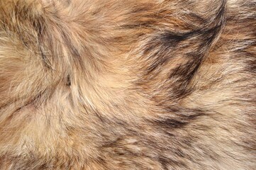 close up of a fox fur