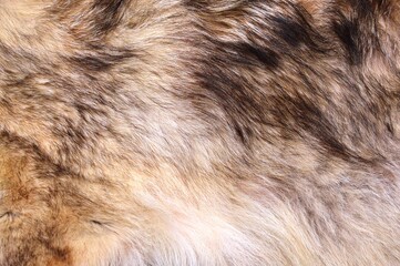 close up of a fur fox