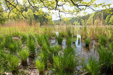 lakeside with green grass, swamp at lake Thanninger Weiher, at springtime