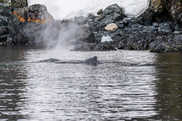 Close-up of the back of a diving humpback whale -Megaptera novaeangliae- including the dorsal fin...