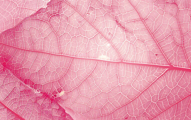 pink leaf texture, leaf background with veins and cells background illustration. generative ai