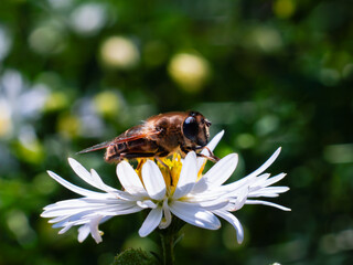 Bee on a daisy flower in the garden. Shallow depth of field.