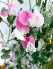 Obraz na płótnie Canvas Sweet pea pink flowers 