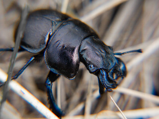 macro shot of a bug