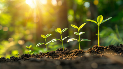 Seedlings Growing in Sunlit Soil. Graduated seedlings thriving in fertile soil with sunlight filtering through the leaves, depicting growth and sustainability. - obrazy, fototapety, plakaty