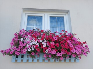 window with pink flowers