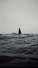 Fototapeta premium A powerful humpback whale tail fin breaks the surface as it dives into the ocean