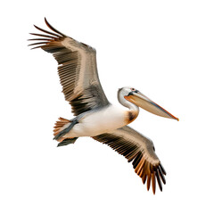 Bird pelican in flight. Isolated on transparent background.
