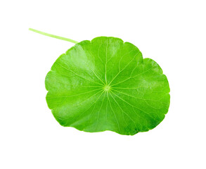 gotu kola, asiatic pennywort, centella asiatica, ayurveda herbal transparent png