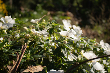 snowdrop flowers in the forest