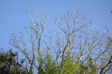 branches against blue sky