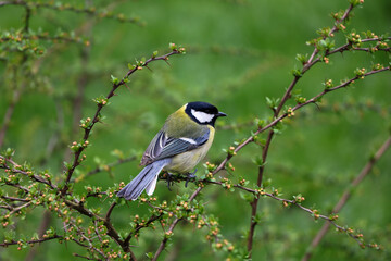 Great tit (Parus Major), a small yellow feathered animal resting on a tiny twig of a bush