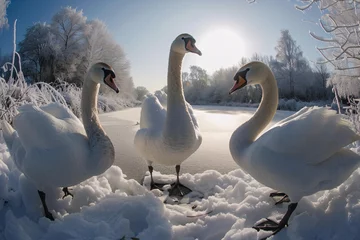Foto op Aluminium a group of swans standing in snow © Doina
