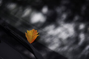 Autumn leaf on the windshield of a car under the brush, against the backdrop of the soft light of...