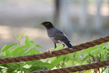 common myna standing on the grass
