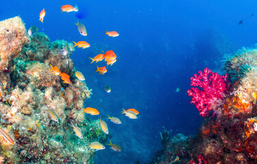 Naklejka na ściany i meble Underwater coral reef and fishes