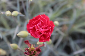 red carnation flower in the garden