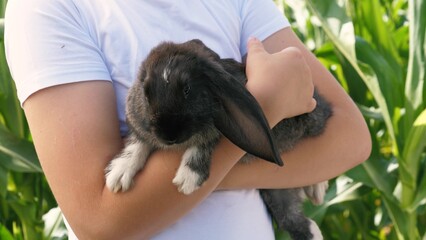 Male teenager kid hands holding black rabbit with white paws and long ears summer outdoor closeup....