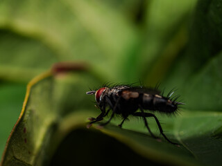 Macro shot of a fly on a green leaf in nature.