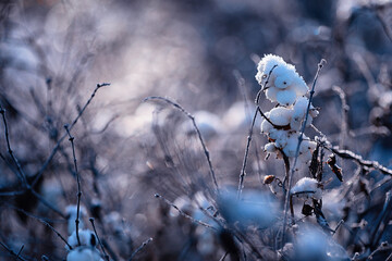 Winter atmospheric landscape with frost-covered dry plants during snowfall. Winter Christmas...