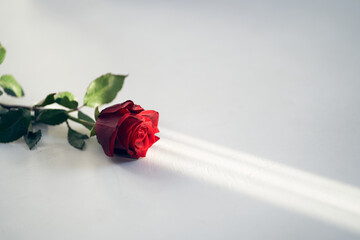 Close up view of beautiful red rose on a white background on a narrow beam of sunlight. Background...