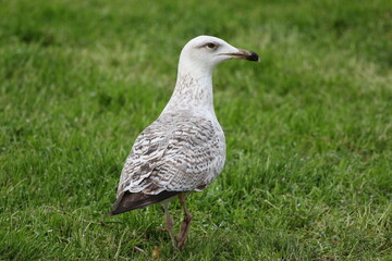 A seagull standing on the ground on the grass
