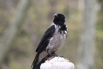 crow bird standing on ground  - Powered by Adobe