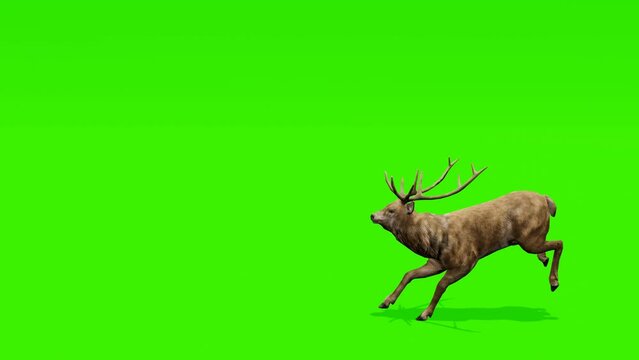 Looping footage: Majestic deer in motion against a vibrant green screen background. Enhance your visuals with this versatile footage.
