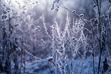 Winter atmospheric landscape with frost-covered dry plants during snowfall. Winter Christmas background