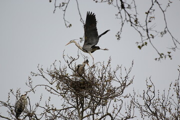 stork stands on his nest