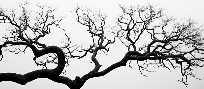 A monochromatic image of a bare tree showcasing its trunk and twigs against a blank white sky, resembling a black and white painting of a natural landscape