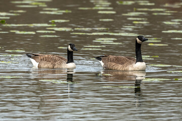 Bernache du Canada,.Branta canadensis, Canada Goose