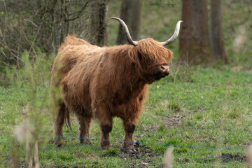 Vache écosaise, vache Highland, Bos taurus