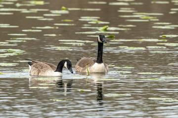 Bernache du Canada,.Branta canadensis, Canada Goose