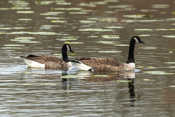 Bernache du Canada,.Branta canadensis, Canada Goose