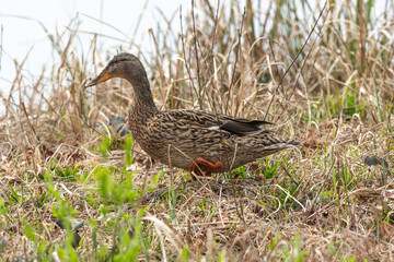 Canard colvert, femelle,. Anas platyrhynchos, Mallard