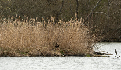 Roseliere, Etang aux Pointes, Chemin des marais,  Marais de Fontenay, Marais des Basses Vallées de l'Essonne et de la Juine, Essonne, 91, France