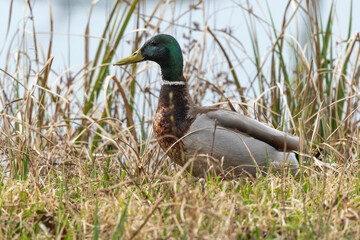 Canard colvert, mâle,. Anas platyrhynchos, Mallard