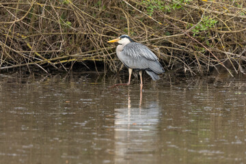 Héron cendré, Ardea cinerea, Grey Heron