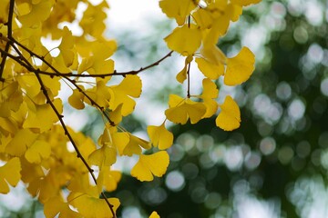 Gingko