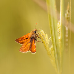 Skipper (butterfly) sitting on grass