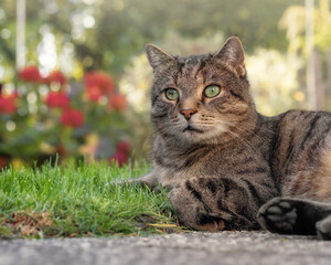 Tabby cat relaxing peacefully in the grass of a summery garden