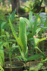 Banana Tree Growing in the Garden 