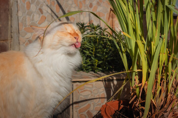 Funny closeup portrait if a cat eating lemon grass