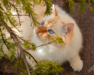 Blue-eyed cat peeking through the twigs of a spruce tree