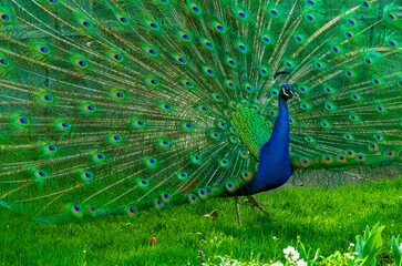 Obraz premium Peacock or Peafowl is also called Pavo cristatus.